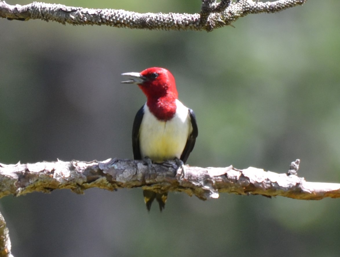 Red-headed Woodpecker - ML620727873