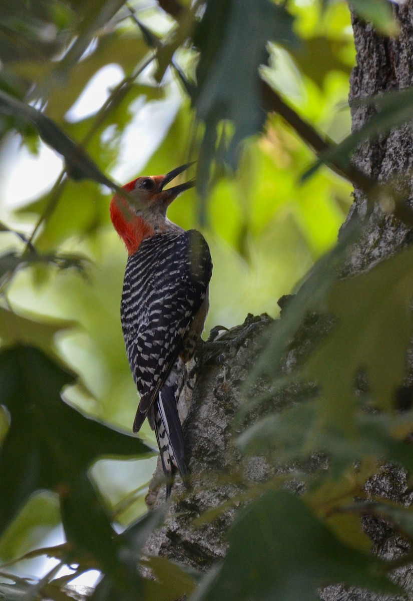 Red-bellied Woodpecker - ML620727879