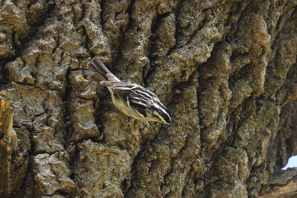 Black-and-white Warbler - ML620727880