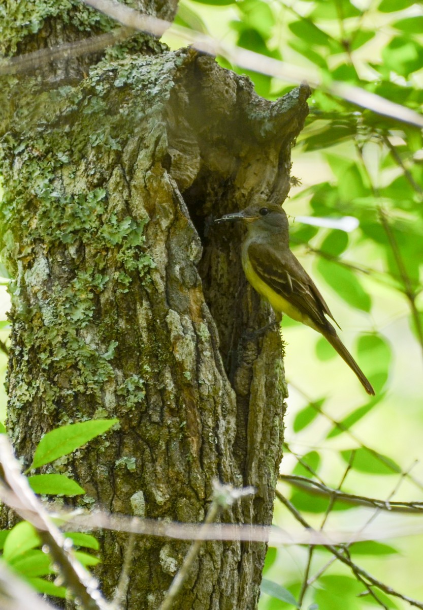 Great Crested Flycatcher - ML620727881
