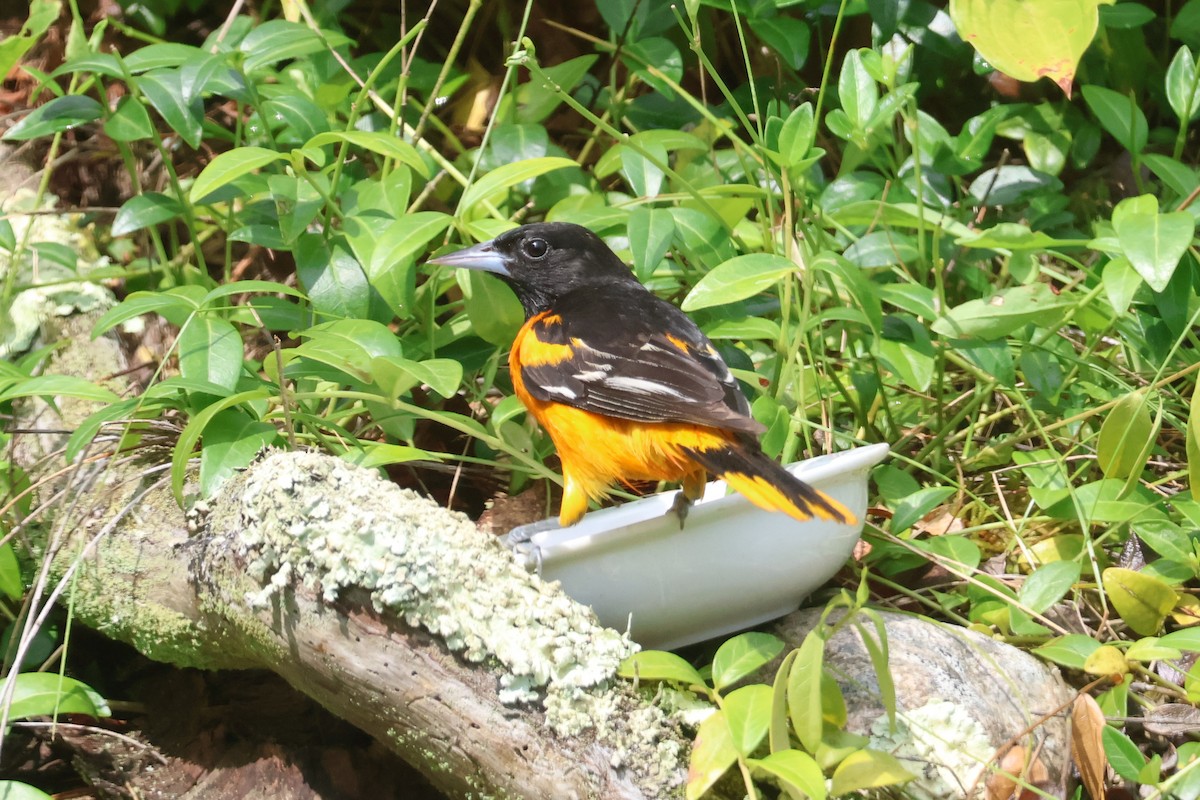 Baltimore Oriole - ML620727901