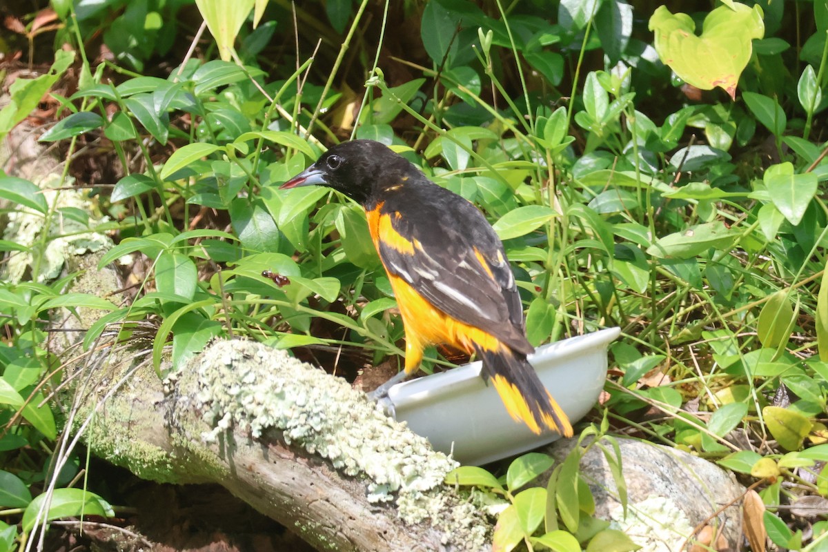 Baltimore Oriole - ML620727902