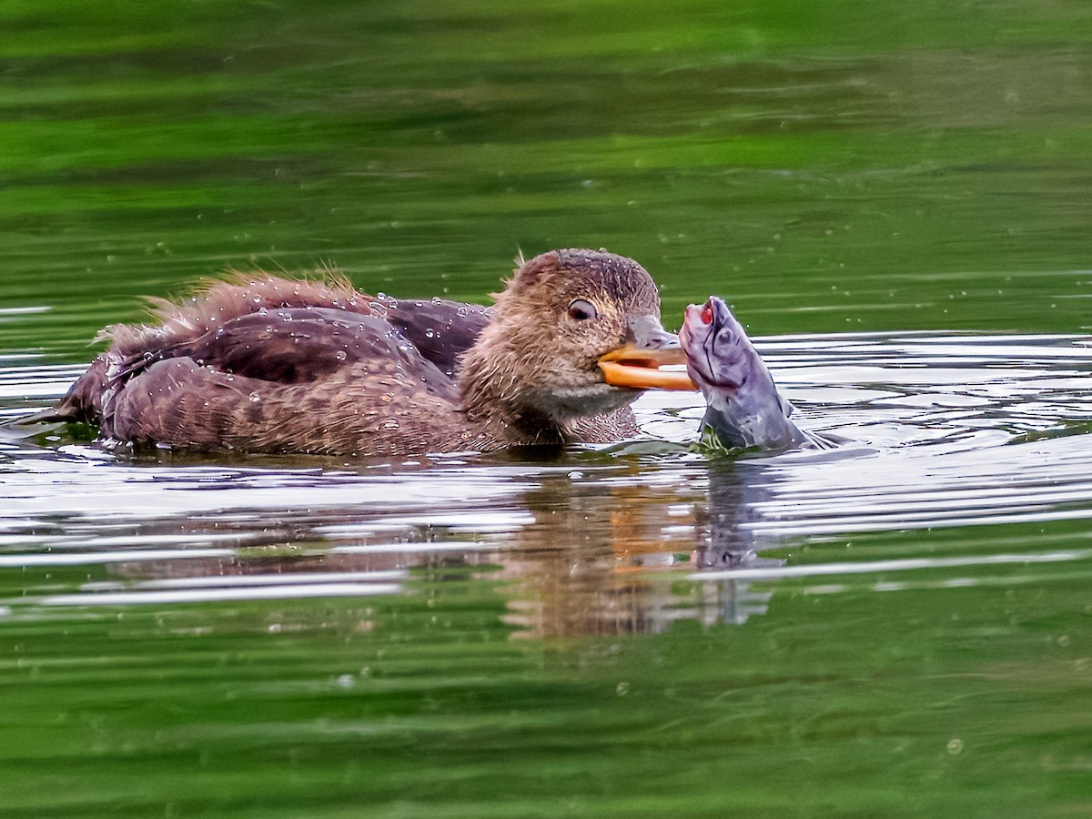 Hooded Merganser - ML620727905