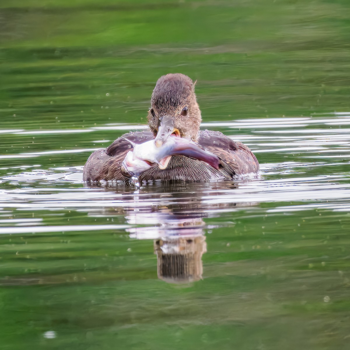 Hooded Merganser - ML620727906