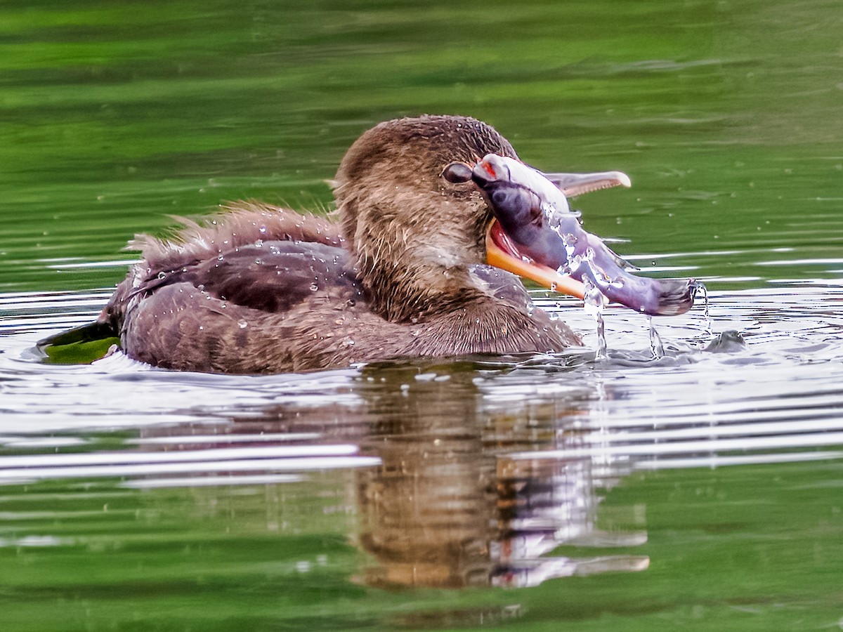 Hooded Merganser - ML620727907