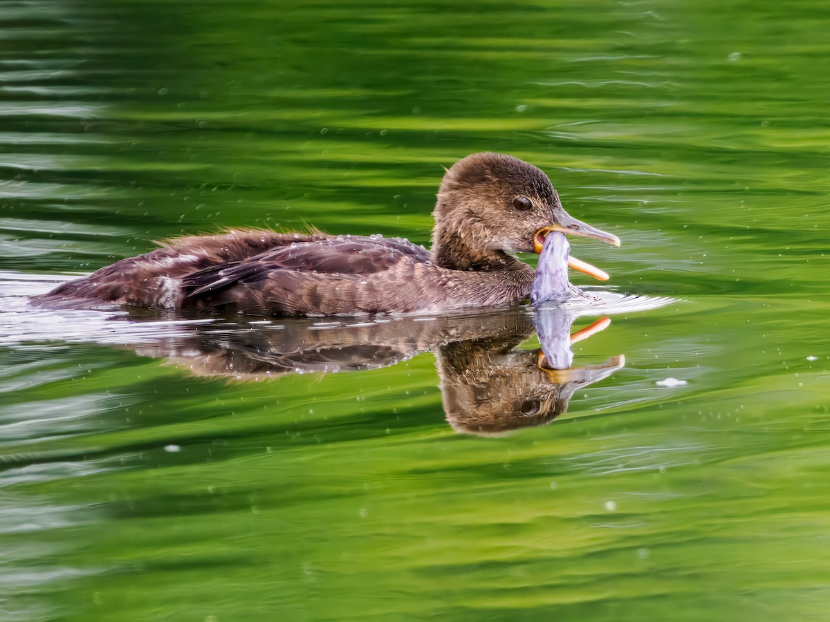 Hooded Merganser - ML620727911