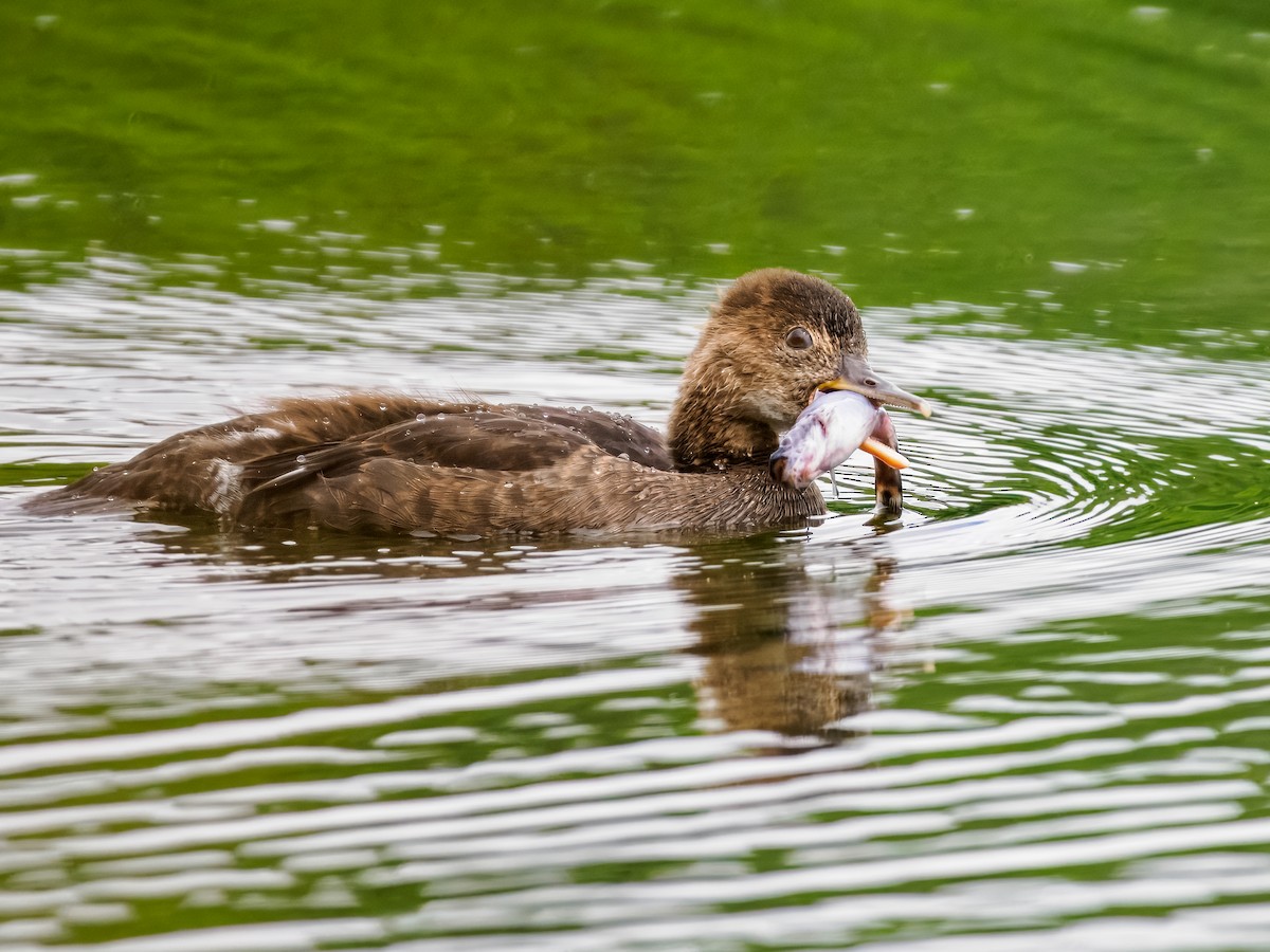 Hooded Merganser - ML620727912