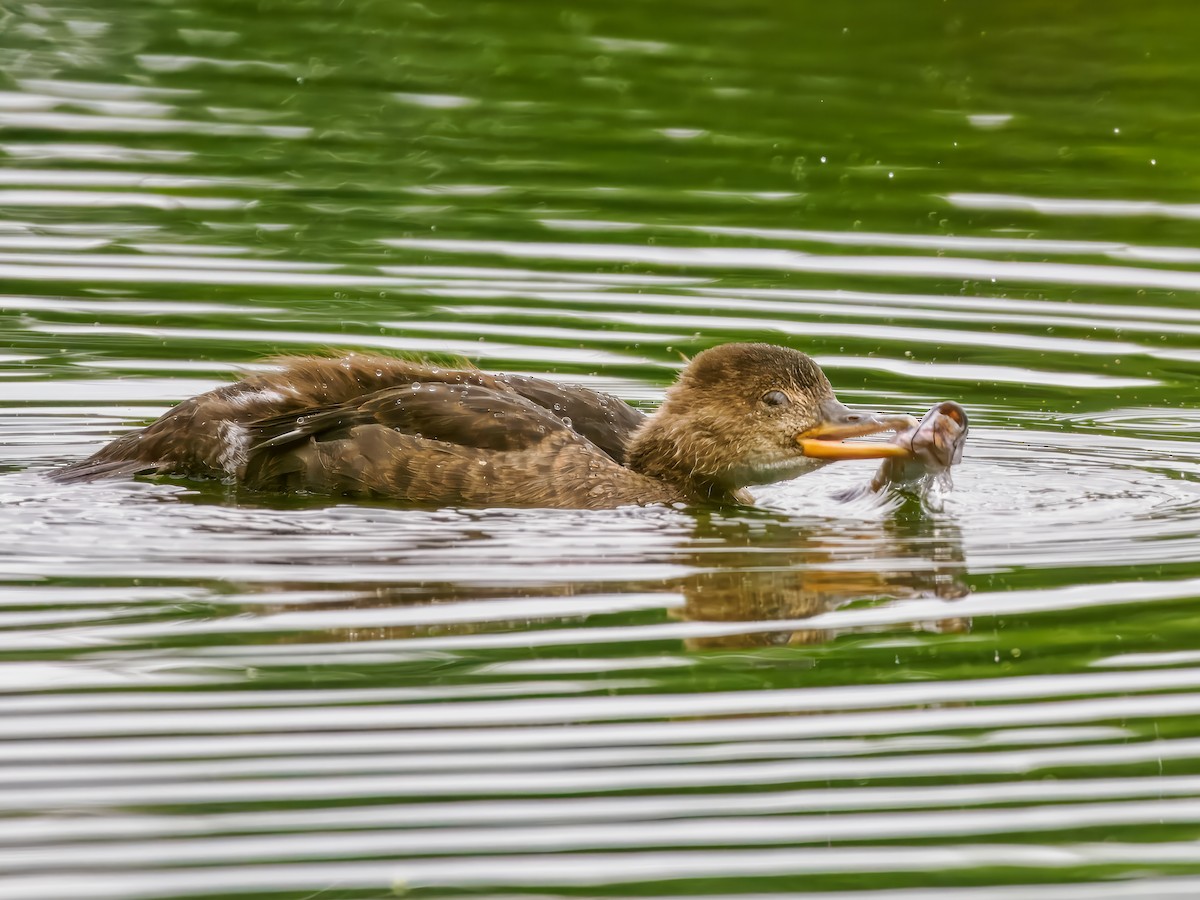 Hooded Merganser - ML620727913