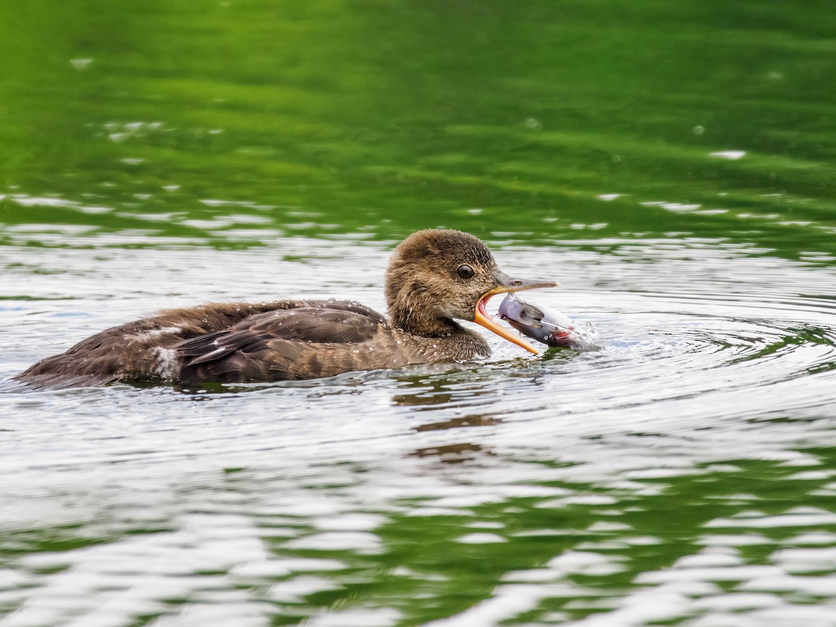 Hooded Merganser - ML620727915