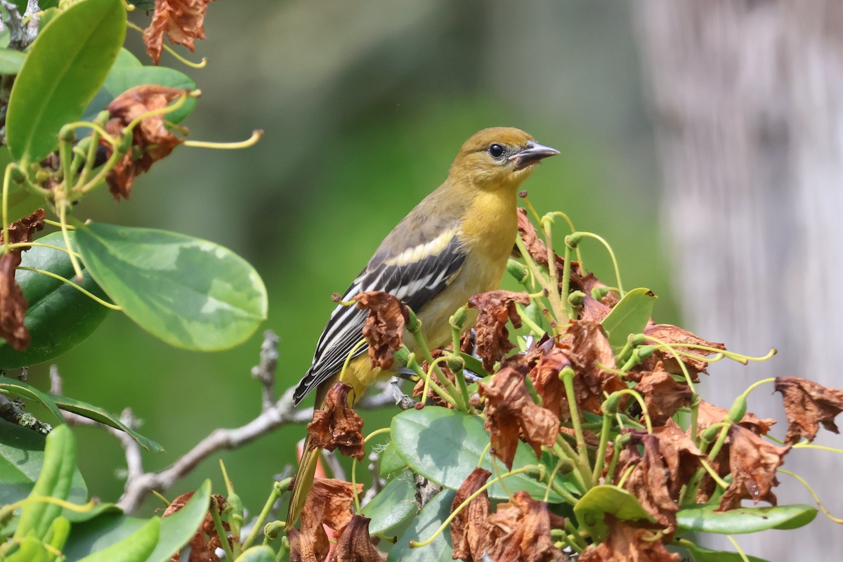 Baltimore Oriole - ML620727917