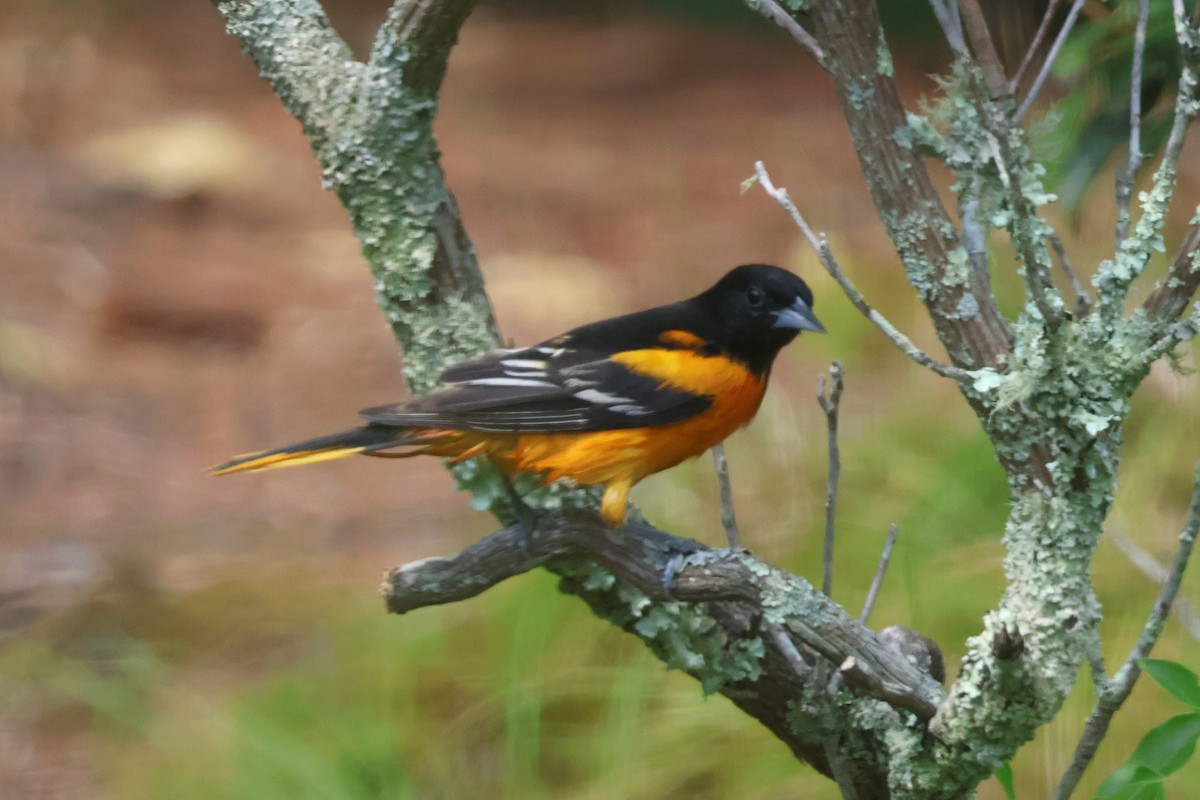 Baltimore Oriole - ML620727919