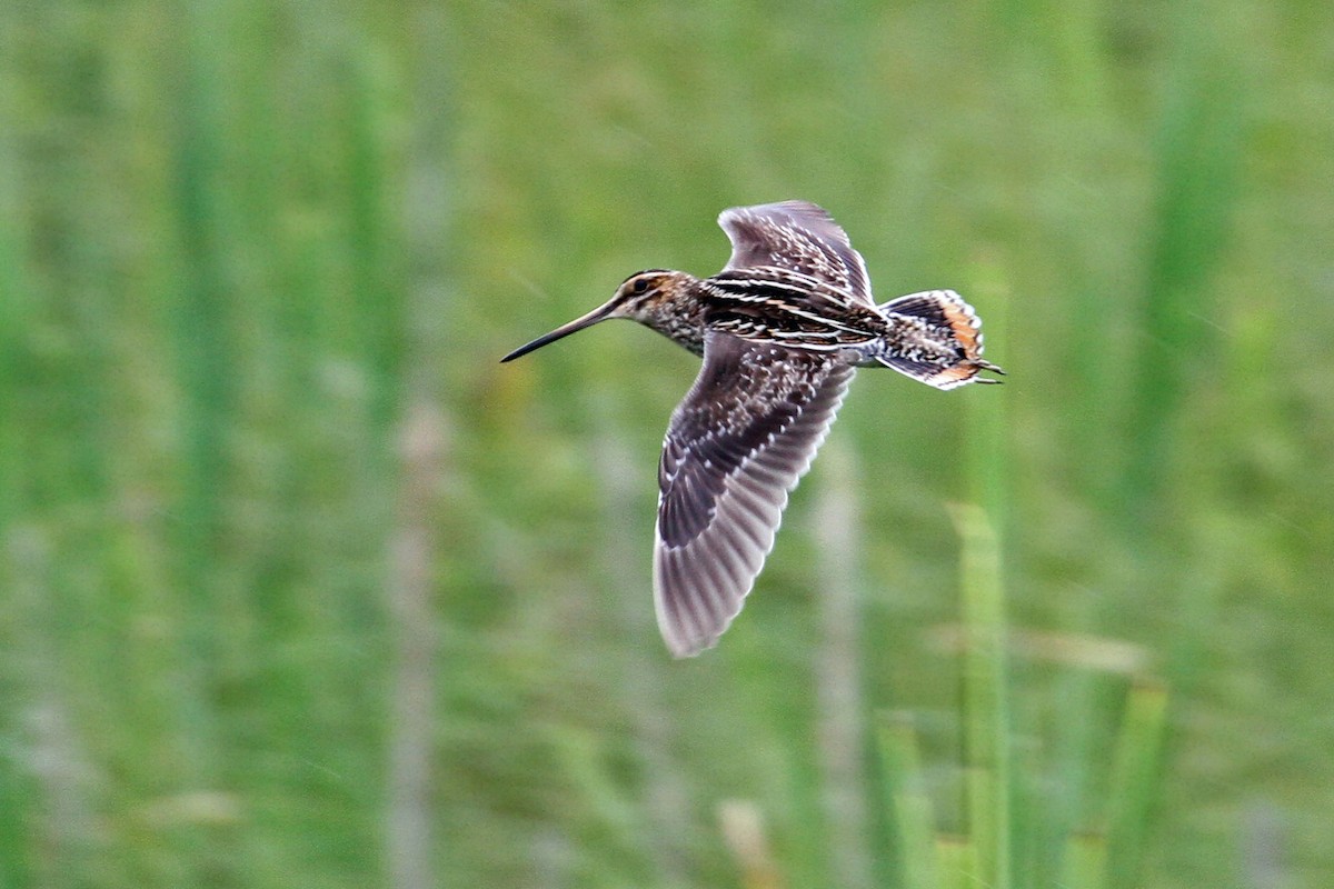 Wilson's Snipe - ML620727926