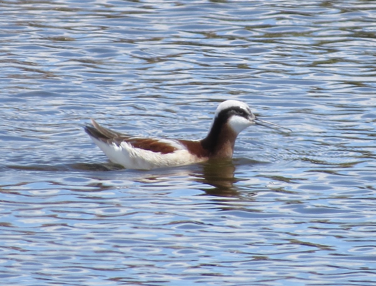 Wilson's Phalarope - ML620727934