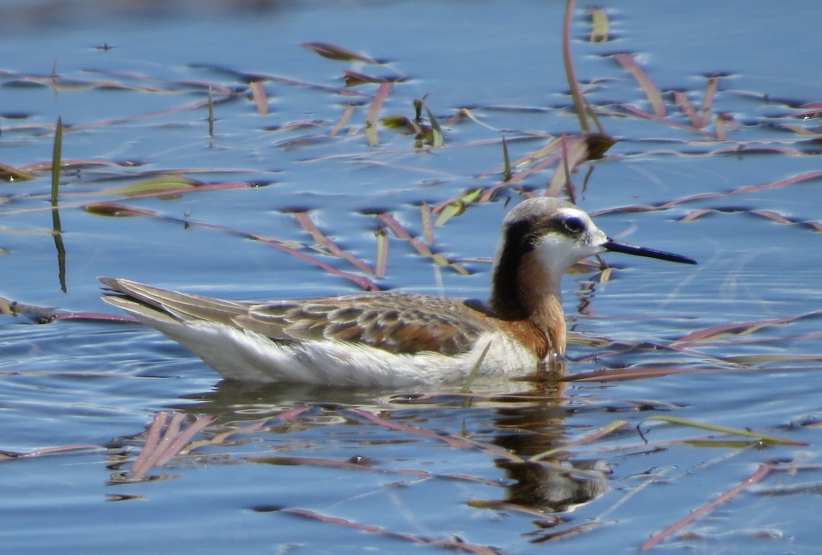 Falaropo Tricolor - ML620727938