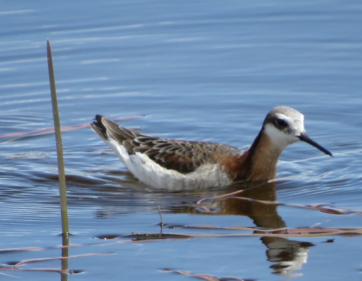 Wilson's Phalarope - Marya Moosman