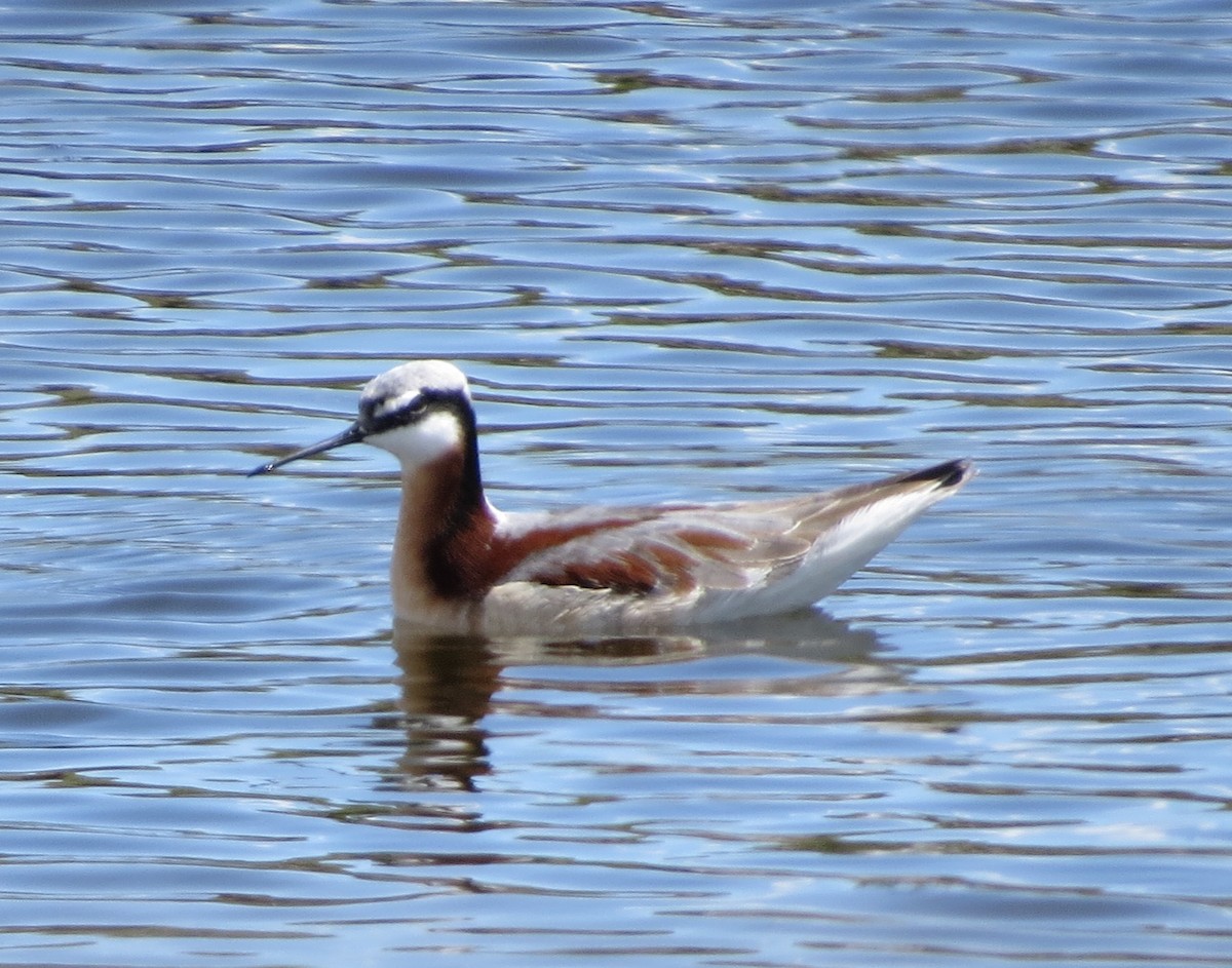 Falaropo Tricolor - ML620727940