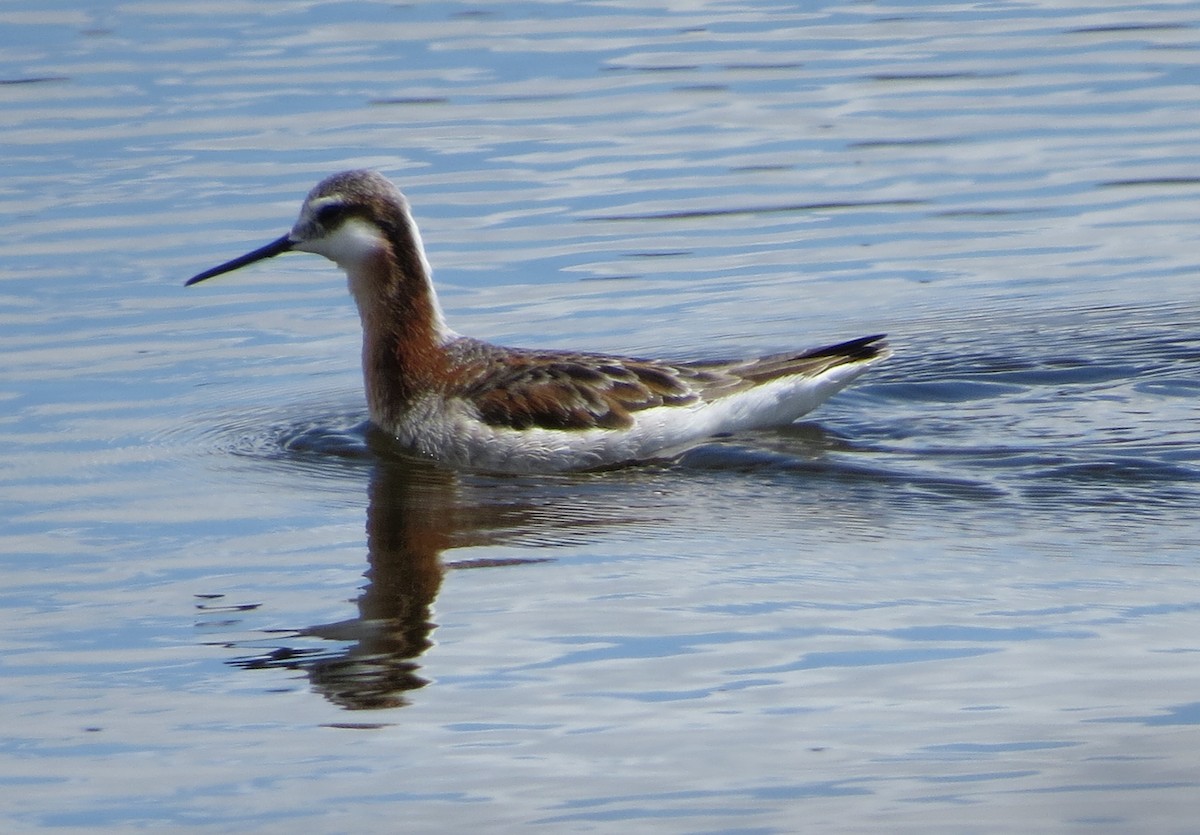 Falaropo Tricolor - ML620727941