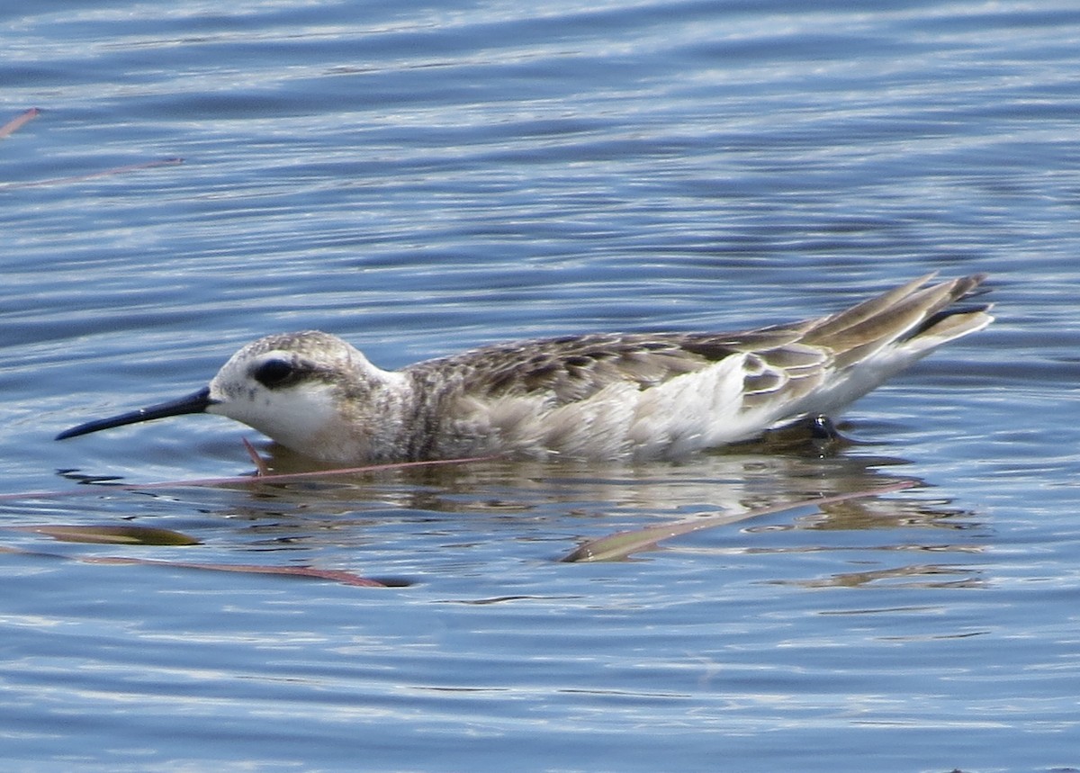 Falaropo Tricolor - ML620727942