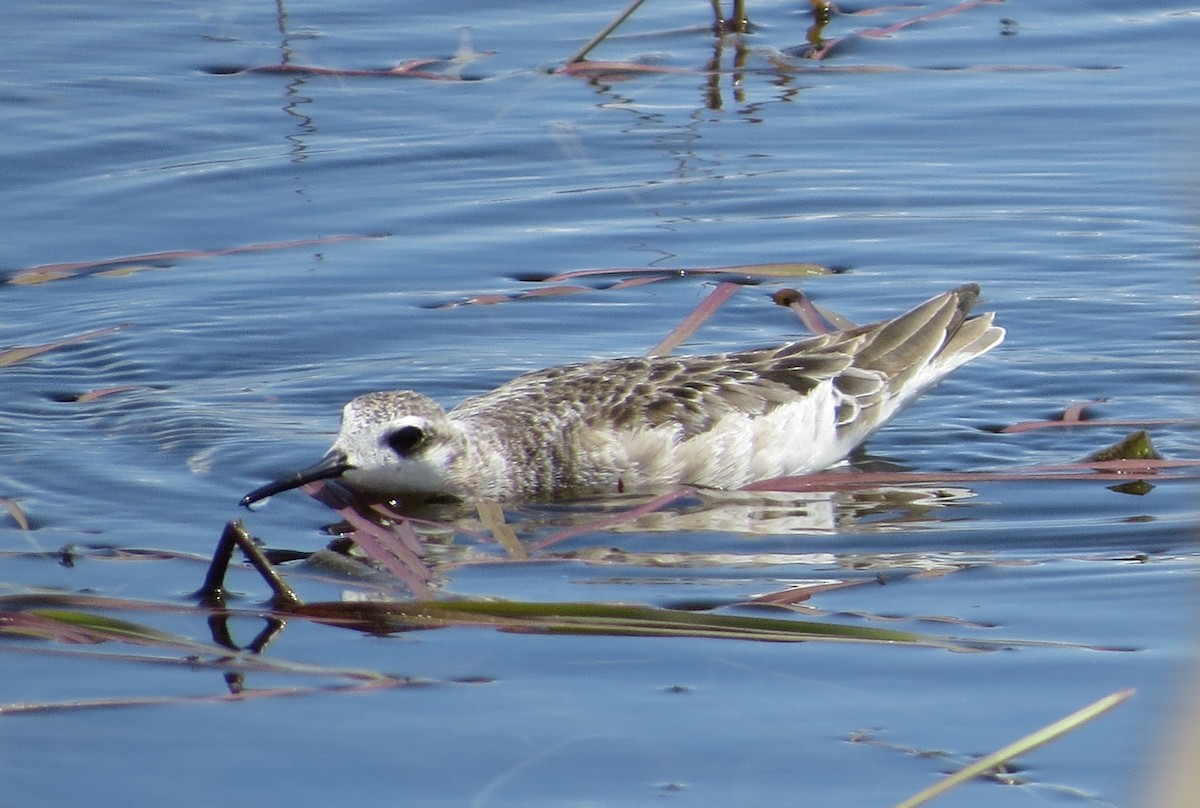 Wilson's Phalarope - ML620727944