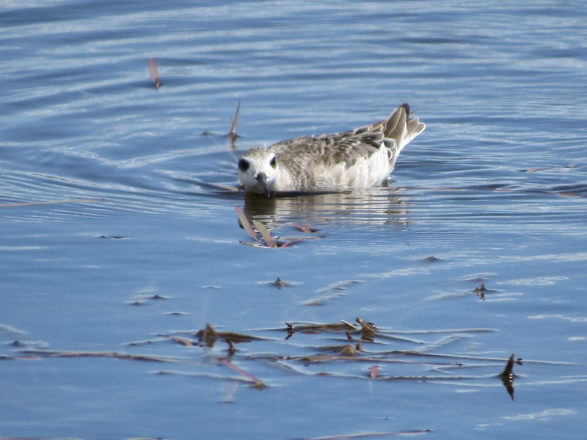 Wilson's Phalarope - ML620727948