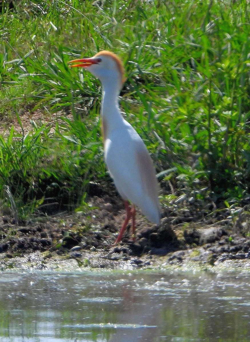 Western Cattle Egret - ML620727953