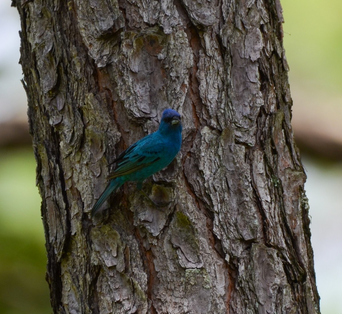 Indigo Bunting - ML620727956