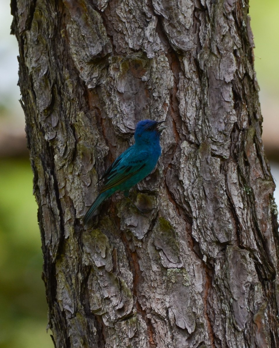 Indigo Bunting - ML620727957