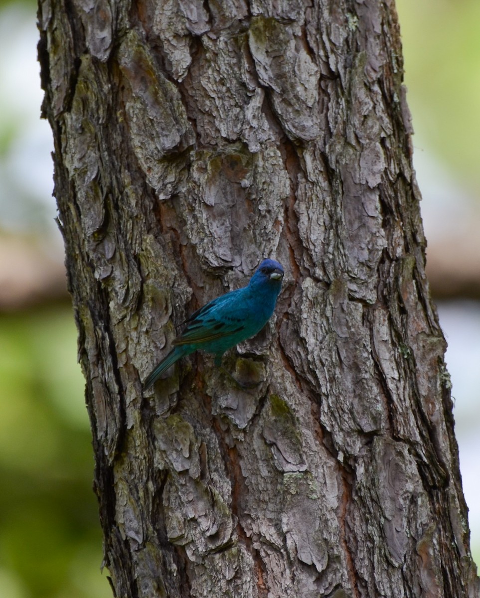 Indigo Bunting - ML620727958