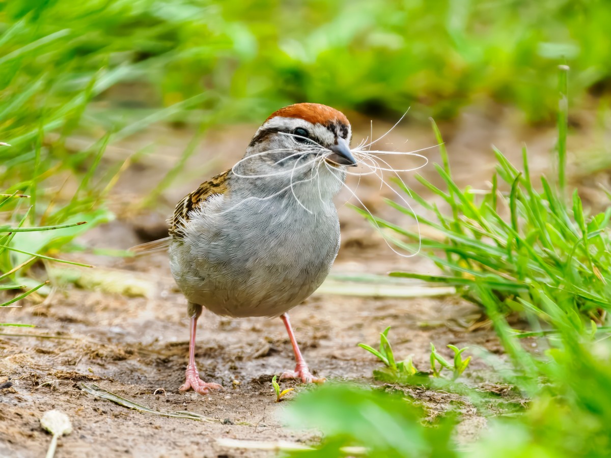 Chipping Sparrow - ML620728022