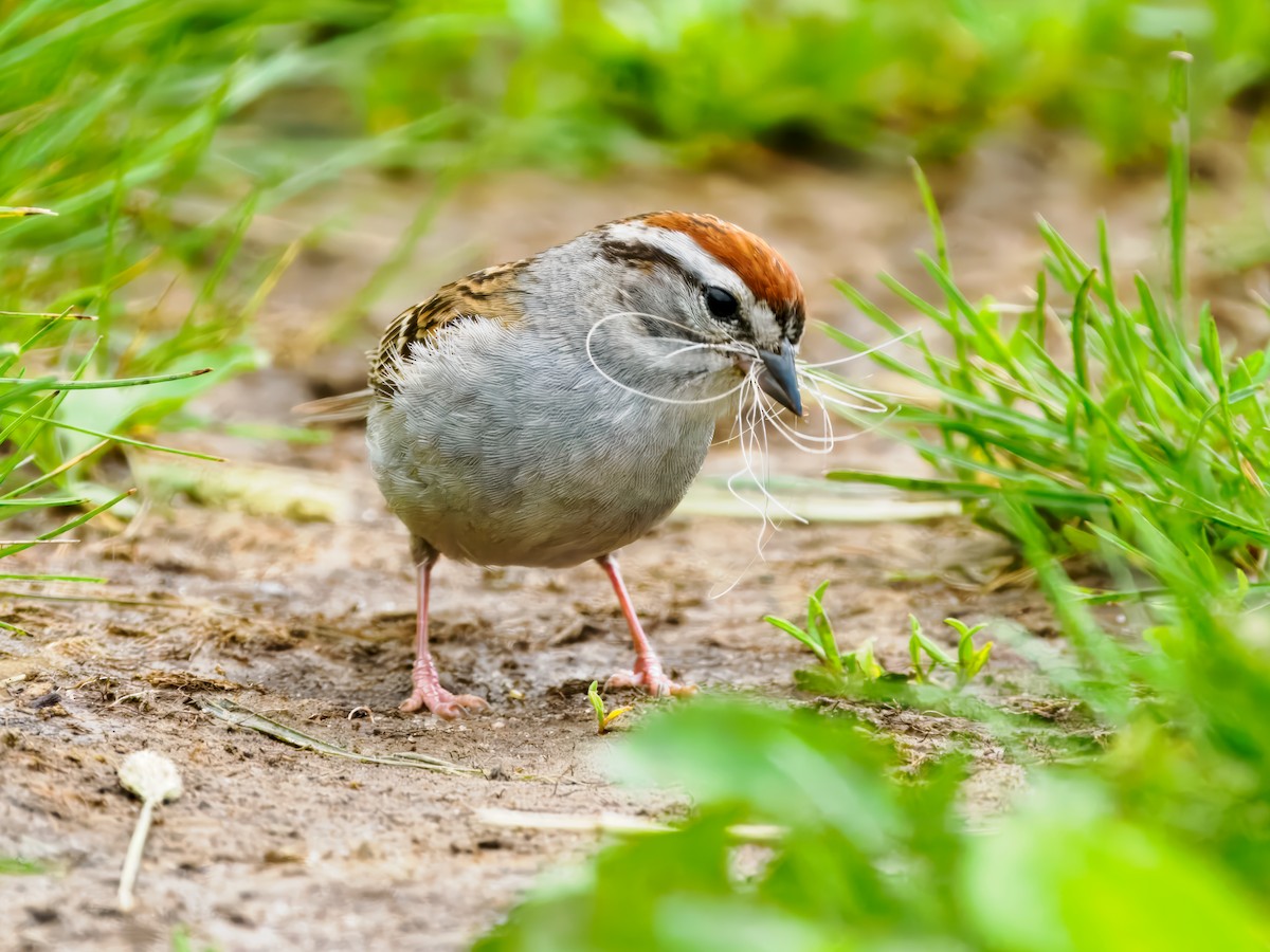 Chipping Sparrow - ML620728023