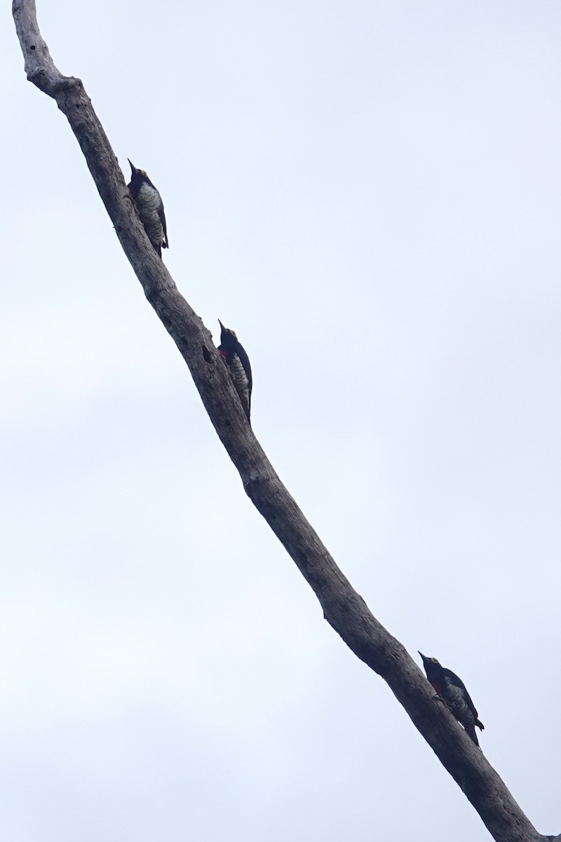 Yellow-tufted Woodpecker - ML620728029
