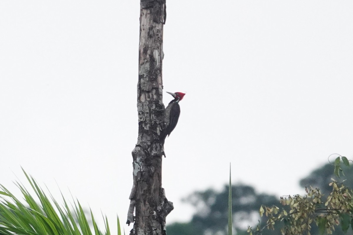 Crimson-crested Woodpecker - ML620728039