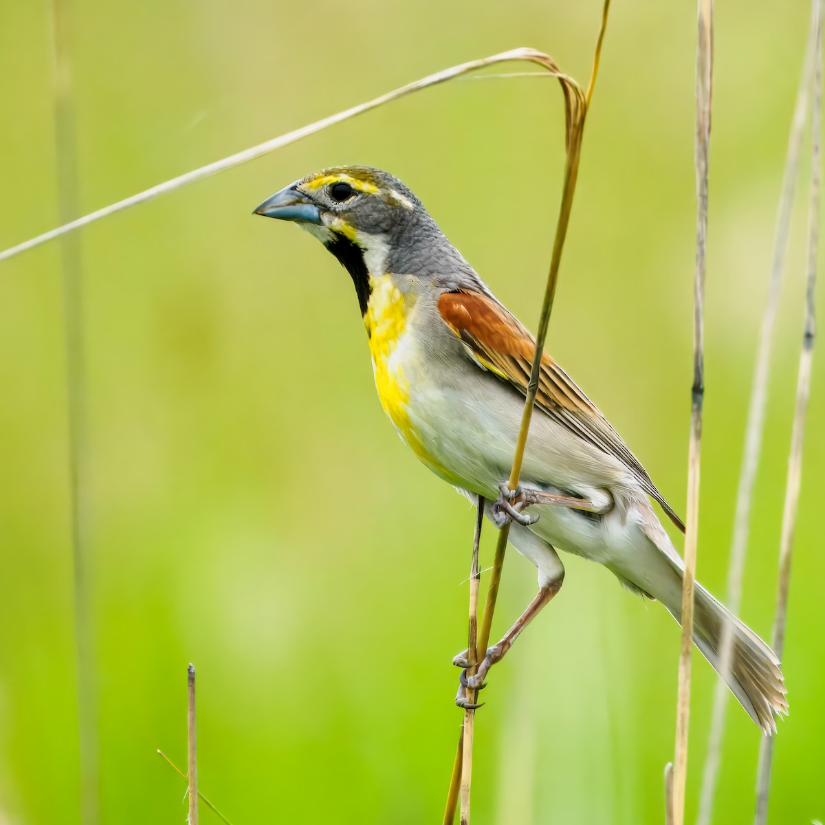 Dickcissel - Steven Meisel