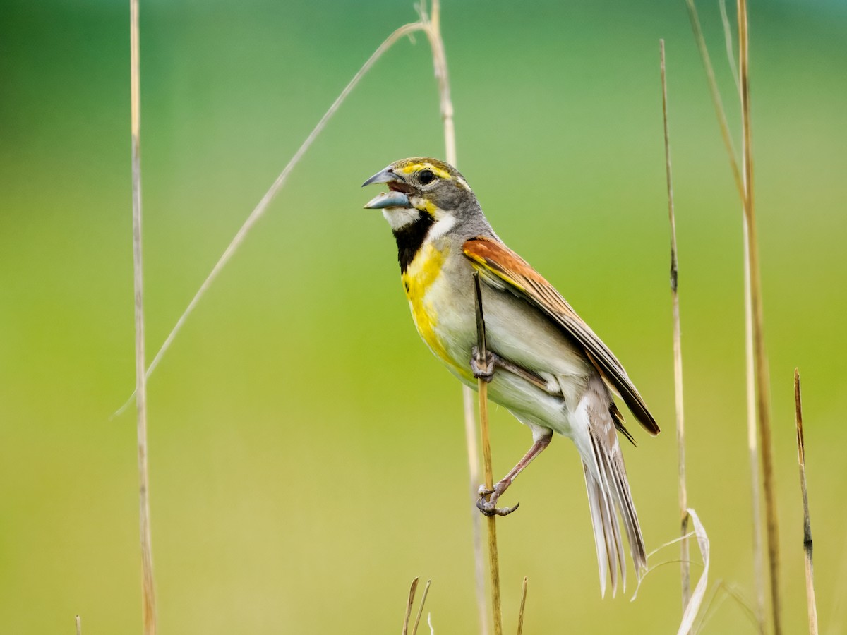 Dickcissel - Steven Meisel