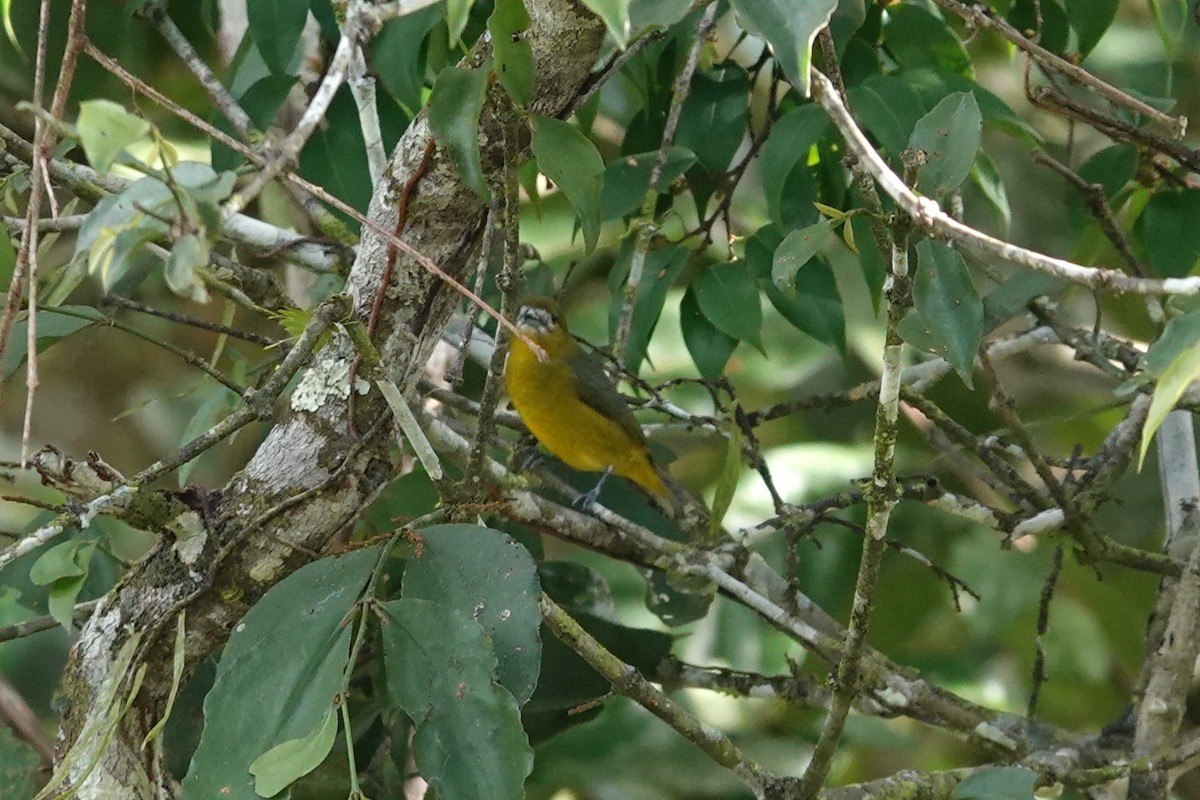 Golden-bellied Euphonia - Toby Holmes