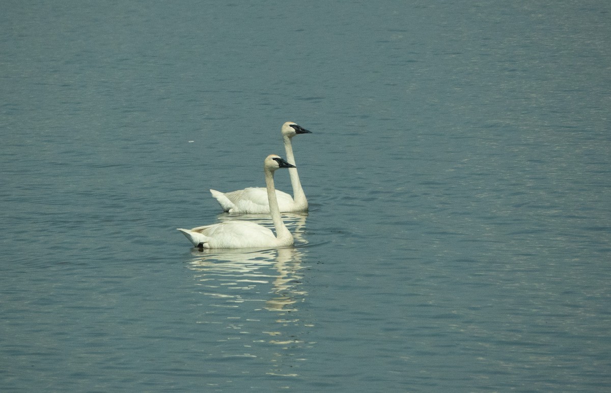 Trumpeter Swan - ML620728056