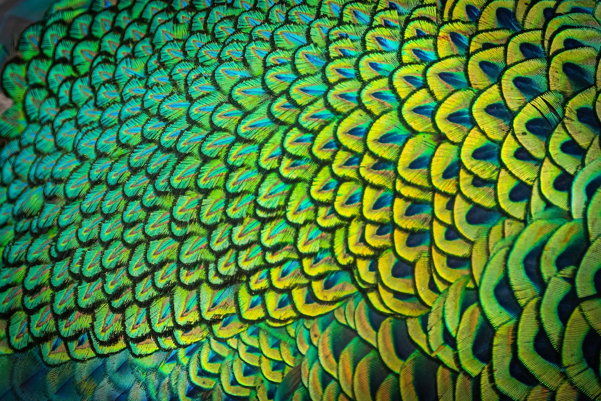 Pavo Real Cuelliverde - ML620728091