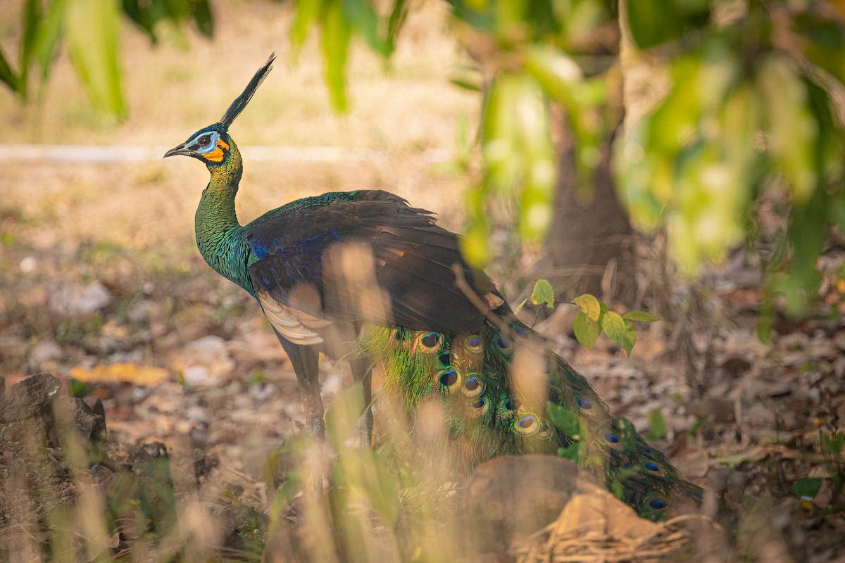 Green Peafowl - ML620728093