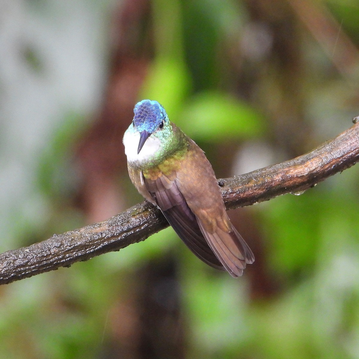 Azure-crowned Hummingbird - ML620728102