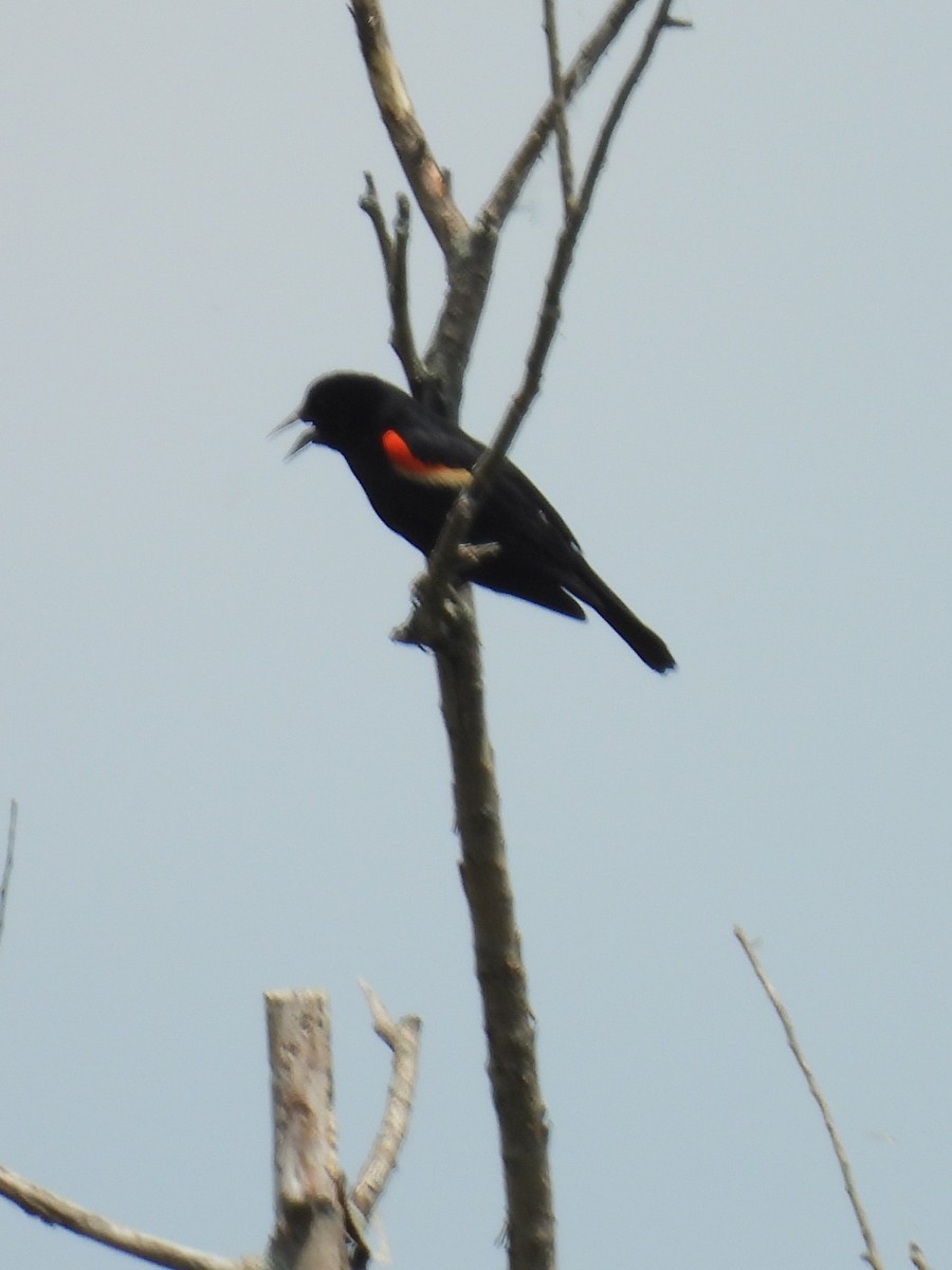 Red-winged Blackbird - ML620728113