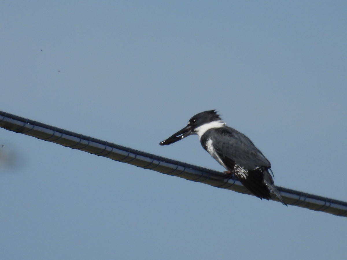 Belted Kingfisher - ML620728114