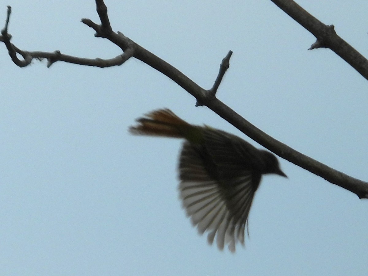 Great Crested Flycatcher - ML620728115