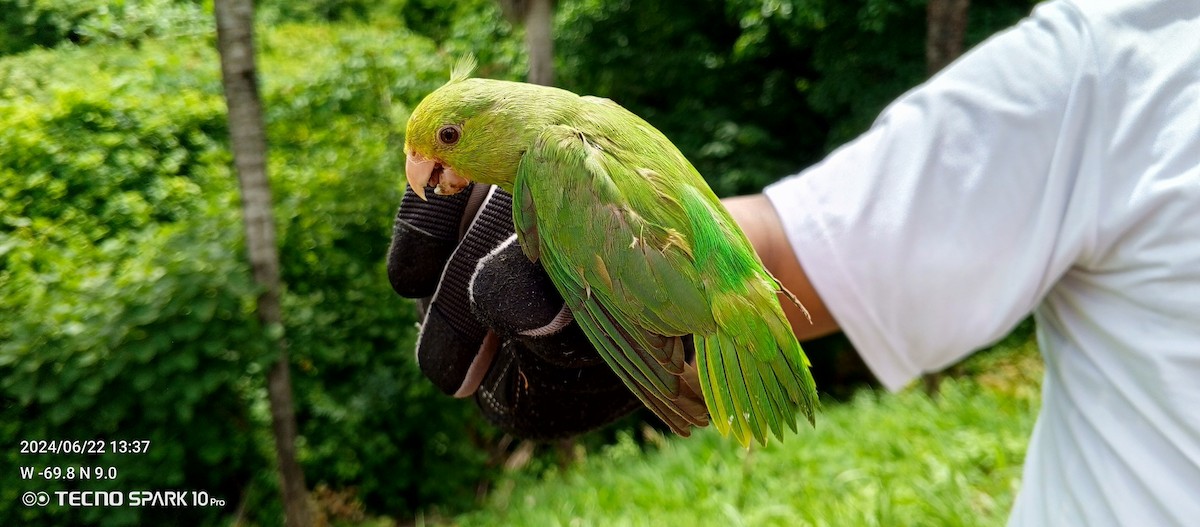Папуга-горобець гвіанський - ML620728131