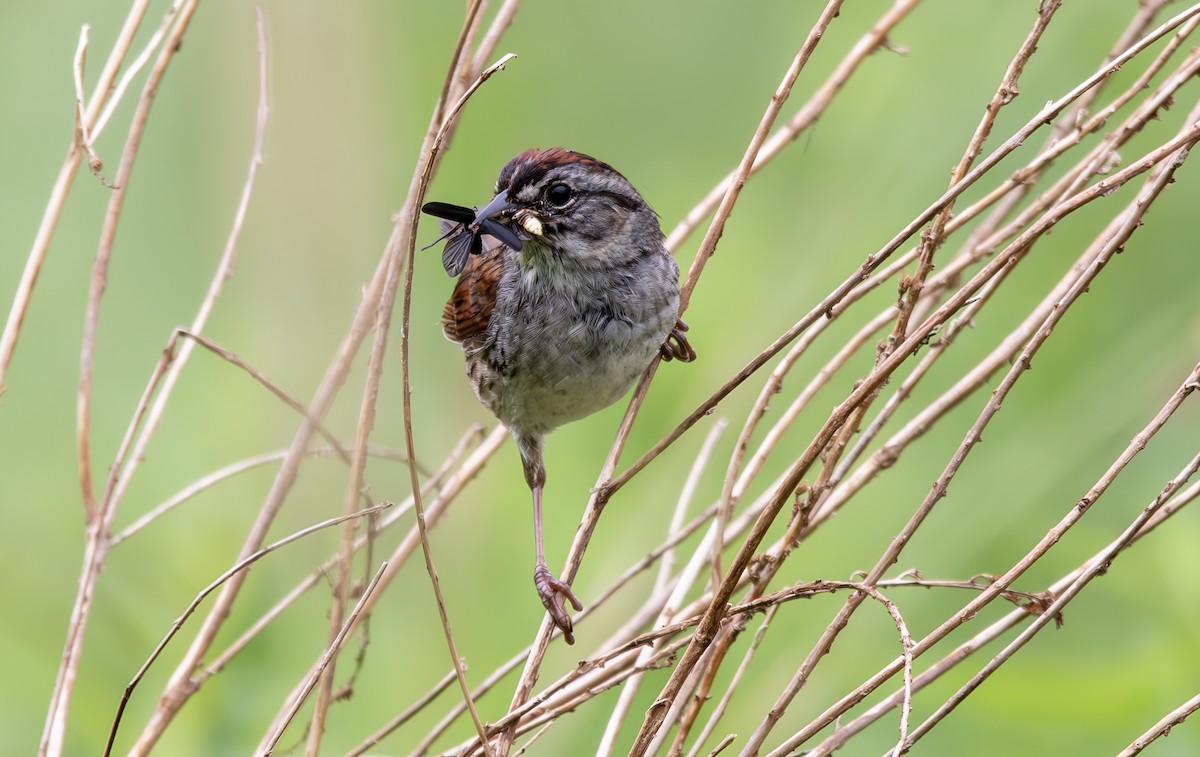 Swamp Sparrow - ML620728136