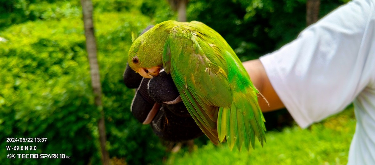 Папуга-горобець гвіанський - ML620728137
