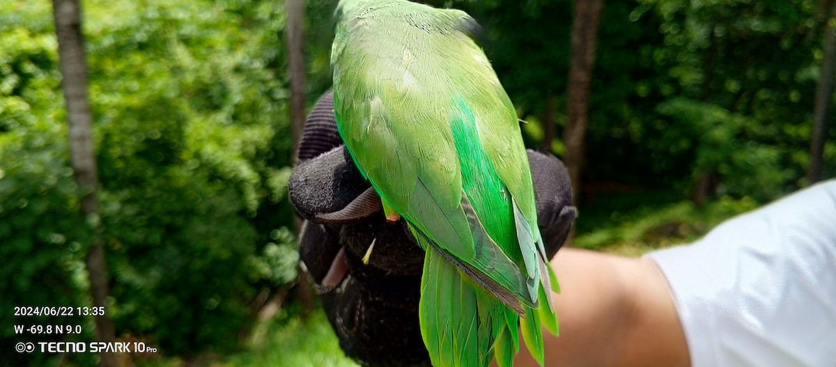 Папуга-горобець гвіанський - ML620728141