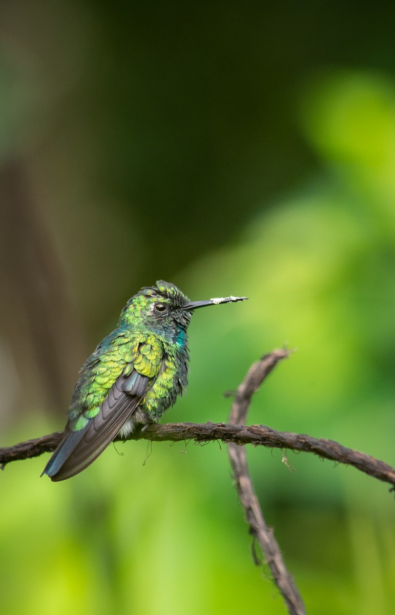 Blue-tailed Emerald - ML620728142