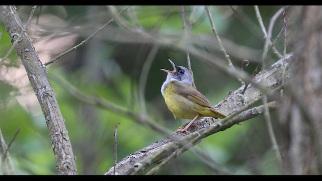 Mourning Warbler x Common Yellowthroat (hybrid) - ML620728160