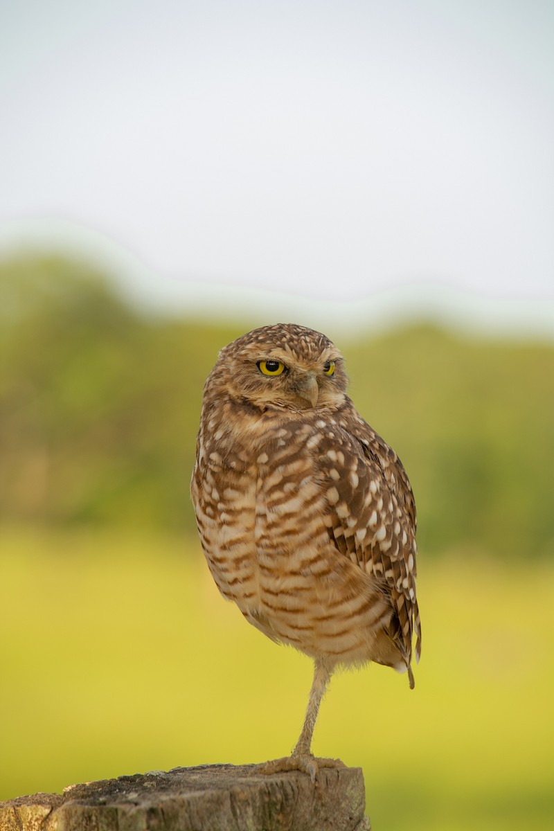 Burrowing Owl - ML620728184