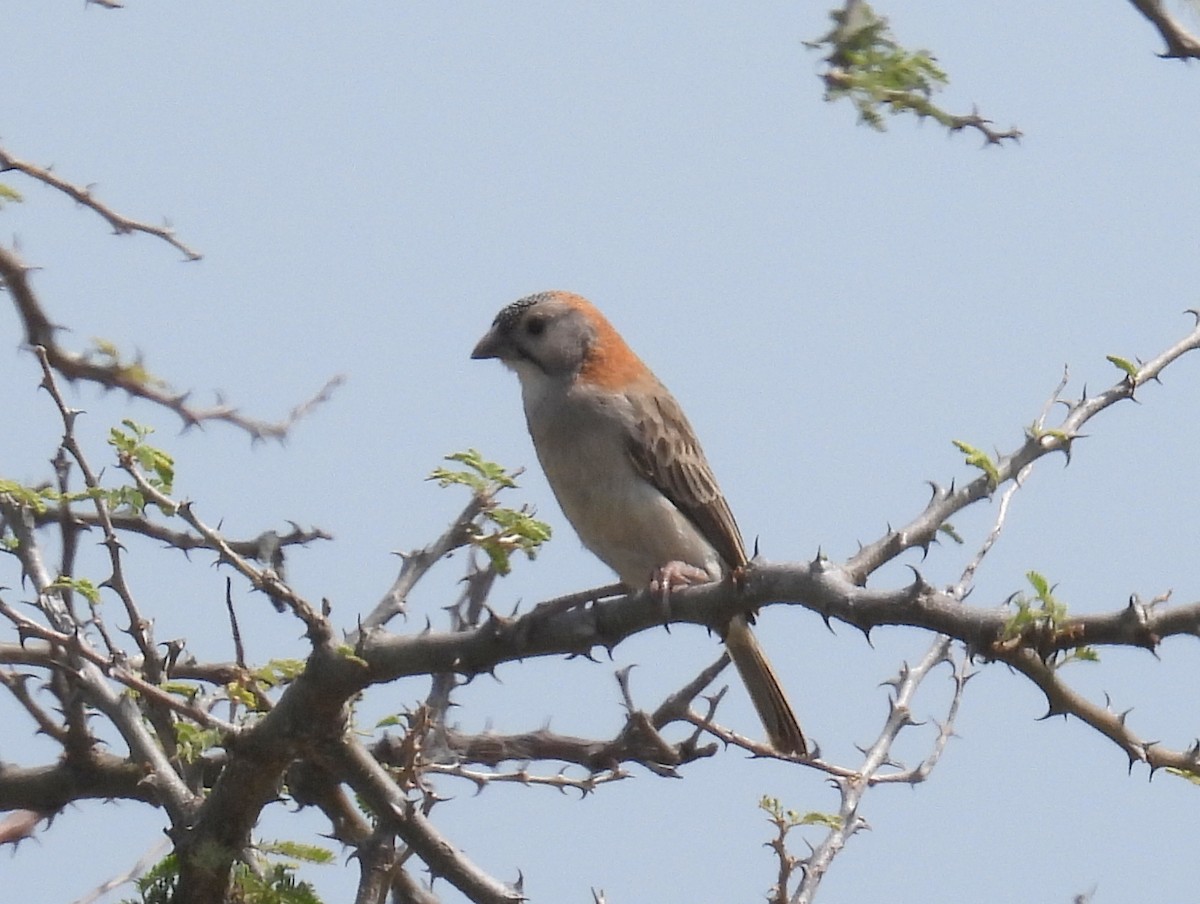 Speckle-fronted Weaver - ML620728190
